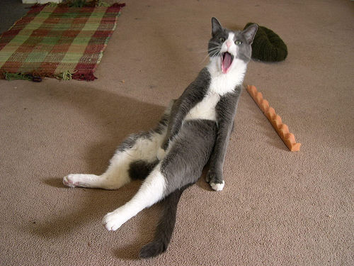 Cat - Kitty Cat