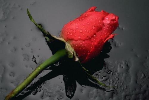 My love - Rose is d simbol of love... I love roses...