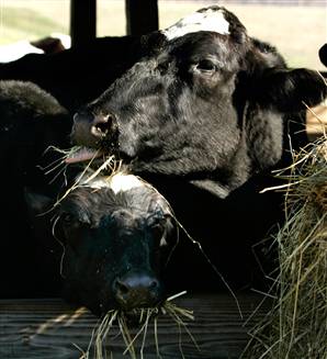cow - Dairy cows