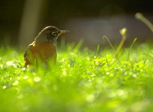 Bird in Grass - Bird in Grass