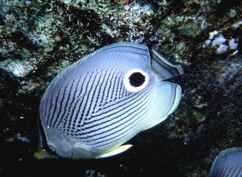 Black Spotted Fish - Black Spotted Fish