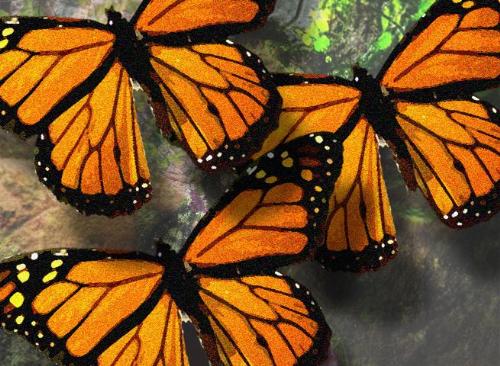 Butterflies - Butterflies