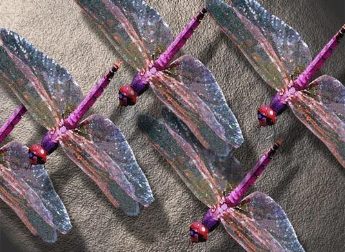 Dragonflies - Dragonflies