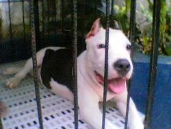 my dog barkley - pittbull,barkley at 5 months........