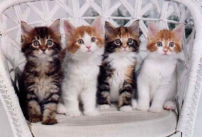kittens - cute kittens