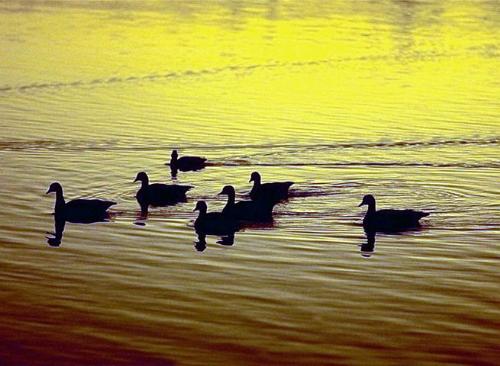 Ducks on Pond - Ducks on Pond