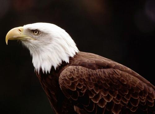 Eagle  - Eagle