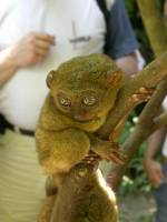 tarsier - Philippines Tarsier Monkey's are probably the smallest primates in the world.  This pic was taken during my last visit in Bohol, Philippines.