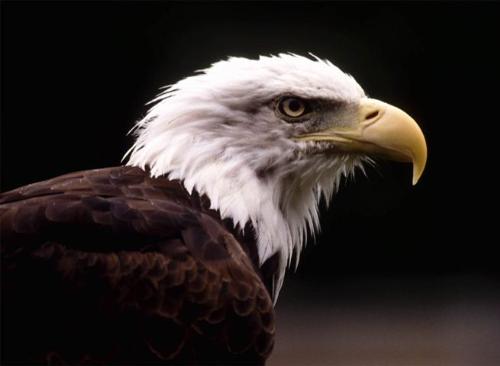 Eagle 02 - Eagle 02