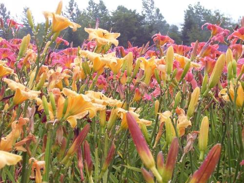 Field of Flowers - A gorgeous field near a Lavendar farm in Japan.