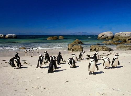 Penguins on Beach - Penguins on Beach