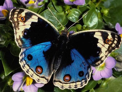 buterfly1 - buterfly1