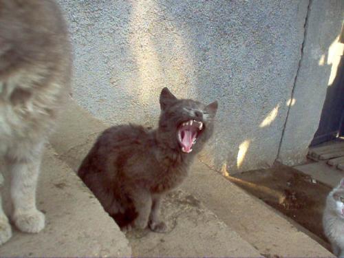 hungry cat - meet my cat Teo. She is hungry! Do you have a little mouse or a fish?:)