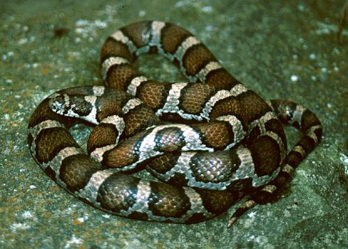 eastern milk snake - dont hate them,they are just living their life