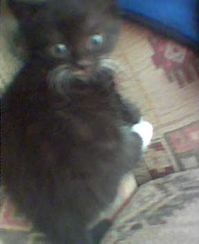my cat - my cat is female.  she is a black cat, she is a kitten in this picture. my cat looks like she's wearing a tux!