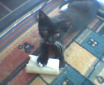 Cat with a bone? - my cat was playing with my dog's bone!,  she looked so funny we had to take this picture!, she was lying on the mat in our old house playing with the bone that was way too big for her (if cat's ever did really mean to play with bones!!)