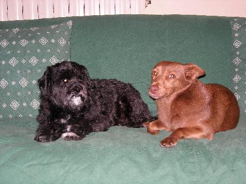 ciccio e birba - i miei cagnolini1 my dogs!