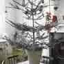 scruffy tree - sometimes the tree gets tired and it is time to renew the search for the perfect tree for your house.