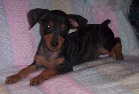 Miniature Pinscher Puppy - This photograph is of my puppy named Fritz.  He is older now, but this photograph is a perfect picture of a min pin puppy.  He was about two months old in this photograph, and it is the photograph that made me fall in love with him from the breeder.