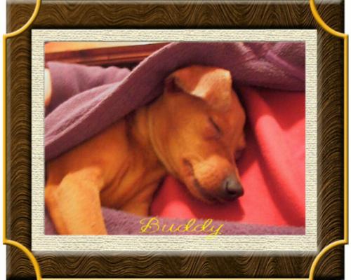 Buddy -  Buddy is a 6 month old minpin and weighs a whopping 4 pounds!