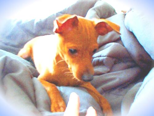 Buddy - More of Buddy the minpin