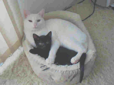 Our two kittys - Charlie is a white male that we rescued.  He is a good size cat around 12 - 13 pounds.  Sissy is a black female that was pushed aside by her mom at birth because she was the runt of a big litter, so I bottle fed her so that she would survive. She is still very small at 4 or 5 pounds, but she is healthy.