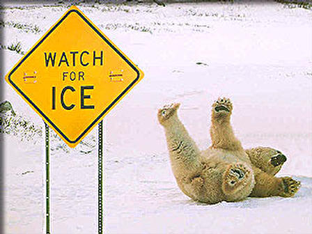 icy bear - how can bear slipped on ice?how funny