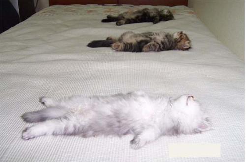 sleeping cat - cute sleeping cat