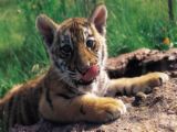 cub - cub
