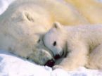 cub - cub