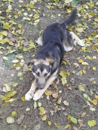german dog - german dog