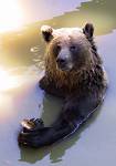 Bears - The bear's courtship period is very brief. Bears reproduce seasonally, usually after a period of inactivity similar to hibernation. Cubs are born toothless, blind, and bald. The cubs of brown bears, usually born in litters of 1–3, will typically stay with the mother for two full seasons.