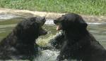 Bears - Despite their large size, bears, like many other forest animals, are adept at moving through wooded or rugged terrain while barely making any noise. They will also exist in surprisingly close proximity with humans.