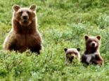 Bears - Bears will generally avoid contact with humans, and are usually aware of a human's presence long before the human is aware of the bear. As a result, encounters are typically avoidable and rare. However, bears are opportunistic feeders, and will generally take food where it is available.