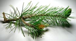 Pine Tree - Pine Tree