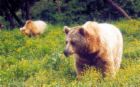 Bears - Bear's claws are used for ripping, digging, and catching. Black bears, and likely other bears, have color vision to help them identify fruits and nuts.