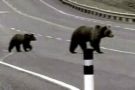 Bears - Bears can also go to a river or other body of water to capture fish. Bears will commonly travel far for food. Hunting times are usually in the dusk or the dawn except when humans are nearby.