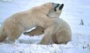 Bears - Bears may live alone but exist in a social network. A male and female may live in an overlapping home range, each defending their range from other bears of the same sex.