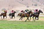 Polo - horses and sticks Polo - horses and sticks
