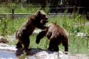 Bears - Most bears are able to climb trees to chase prey or gain access to additional vegetation. The only exceptions are polar bears and large adult brown bears, whose heavy weight makes it difficult to climb trees.