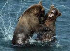 Bears - Bears will reach sexual maturity in five to seven years. Bears are generally solitary creatures and will not stay close together for long periods of time. Exceptions have been regularly observed; siblings recently on their own, and subadult bears of similar age and status will spend a significant amount of time in informal social groups.
