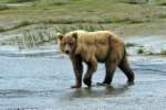 Bears - Bears will remain with the mother for approximately three years, until she enters the next cycle of estrus and drives the cubs off.