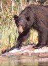 Bears - Conflicts may also arise in situations where the bear regards a human as an immediate threat to itself, its cubs, or food cache (which is one reason that found animal carcasses should be avoided). In a chance encounter with a bear, the best course of action is usually to back away slowly in the direction that you came, speaking in a loud, calm tone to make sure the bear is aware of your presence and will not be caught off guard. The bear will rarely become aggressive and head towards you. In order to protect yourself, some suggest passively lying on the ground and waiting for the bear to lose interest. Another approach is to constantly maintain an obstacle between you and the bear, such as a thick tree or boulder. A person is much more agile and quick than a bear allowing him or her to respond to a bear's clockwise or counter-clockwise movement around the obstacle and move accordingly.