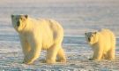Bears - The bear's frustration will eventually cause disinterest. One can then move away from the bear to a new obstacle and continue this until he or she has created a safe distance from the bear. When encountering a bear, one should never look directly into the bear's eyes. This action can be misconstrued by many wild animals as an aggressive act.