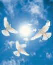 Doves - Doves are some 300 species of near passerine birds in the order Columbiformes. In general parlance the terms 'dove' and 'pigeon' are used somewhat interchangeably.