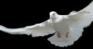 Doves - Doves are stout-bodied birds with short necks and short slender bills with a fleshy cere.