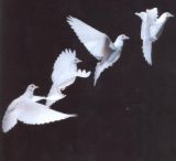 Doves - The dove's usually flimsy nests are made of sticks, and the two white eggs are incubated by both sexes. Doves feed on seeds, fruit and other soft plantstuff. Unlike most other birds (but see flamingo).