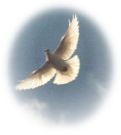 Doves - Doves family is usually divided into five subfamilies, but this is probably inaccurate. For example, the American ground and quail doves which are usually placed in the Columbinae seem to be two distinct subfamilies.