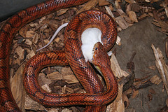 Snake - Snake with prey