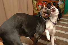 Dogs - Laughing Dogs